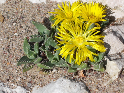 faucaria lupina